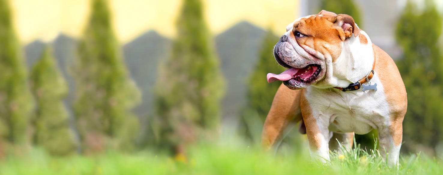 Dog Names Meaning Cunning Popular Male And Female Names Wag 
